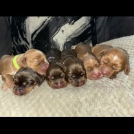Cocker Spaniel (Show) - Both