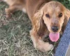 Cocker Spaniel (Show)
