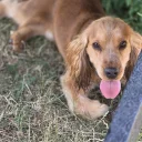 Cocker Spaniel (Show)