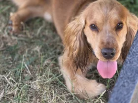 Cocker Spaniel (Show)