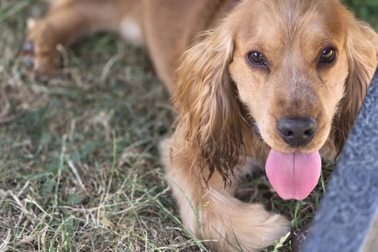 Cocker Spaniel (Show)