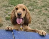 Cocker Spaniel (Show)