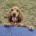 Cocker Spaniel (Show)