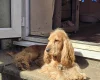 Cocker Spaniel (Show)