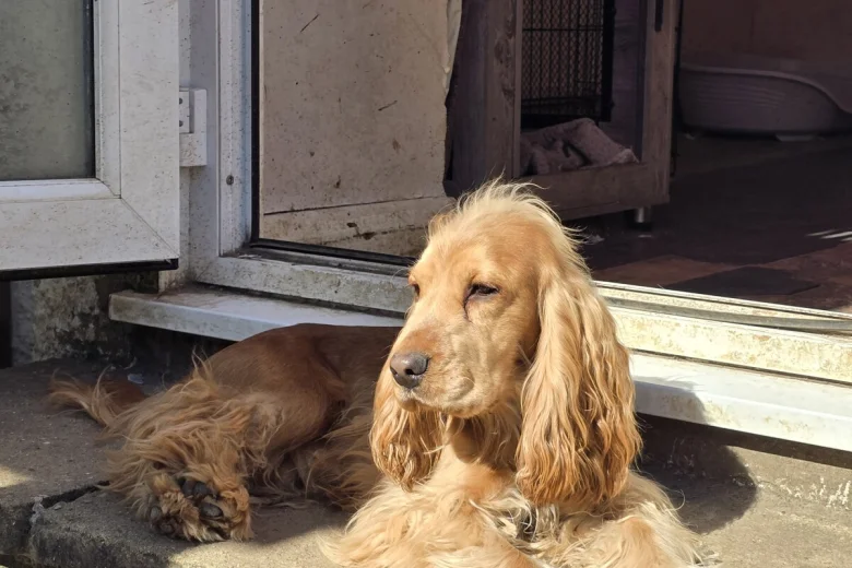 Cocker Spaniel (Show)