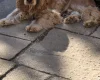 Cocker Spaniel (Show)