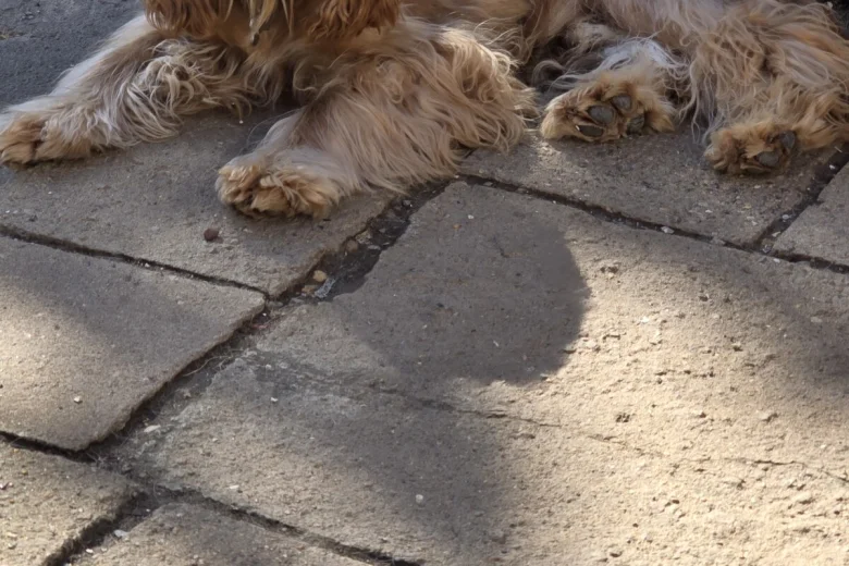 Cocker Spaniel (Show)
