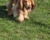 Cocker Spaniel (Show)