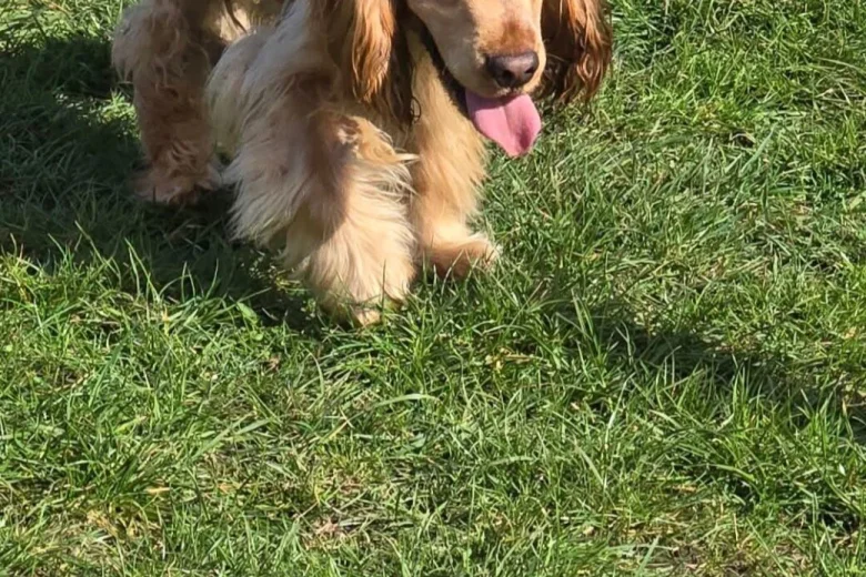 Cocker Spaniel (Show)