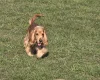 Cocker Spaniel (Show)
