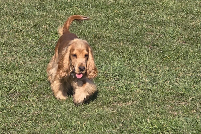 Cocker Spaniel (Show)