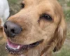 Cocker Spaniel (Show)
