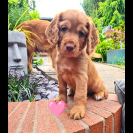 Cocker Spaniel (Working &amp; Show) - Both