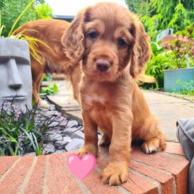 Cocker Spaniel (Working &amp; Show) - Both