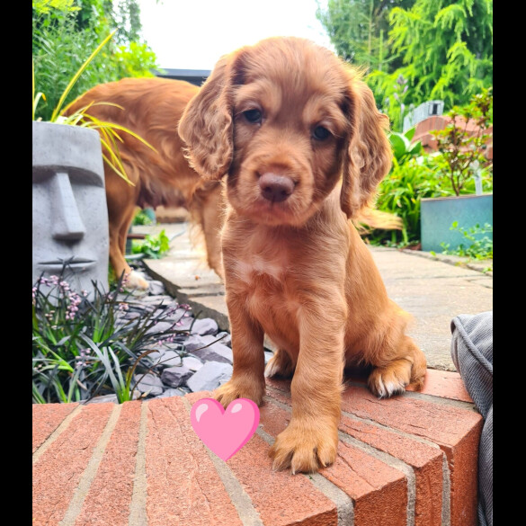 Cocker Spaniel (Working &amp; Show) - Both