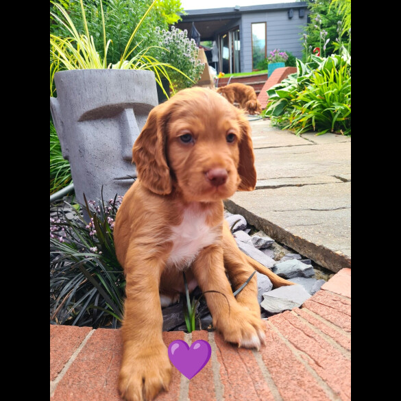 Cocker Spaniel (Working &amp; Show) - Both