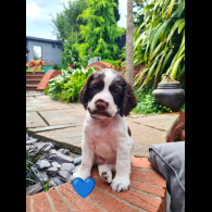 Cocker Spaniel (Working &amp; Show) - Both