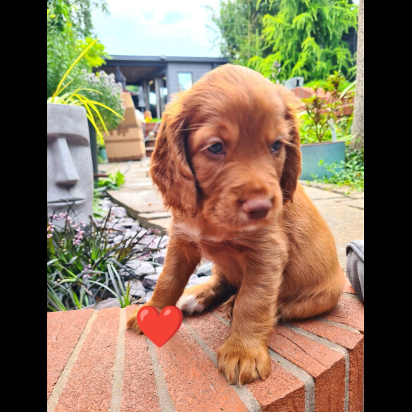 Cocker Spaniel (Working &amp; Show) - Both