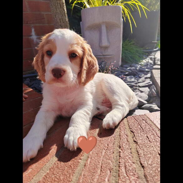 Cocker Spaniel (Working &amp; Show) - Both