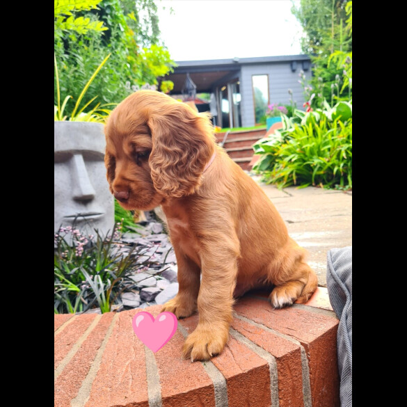 Cocker Spaniel (Working &amp; Show) - Both