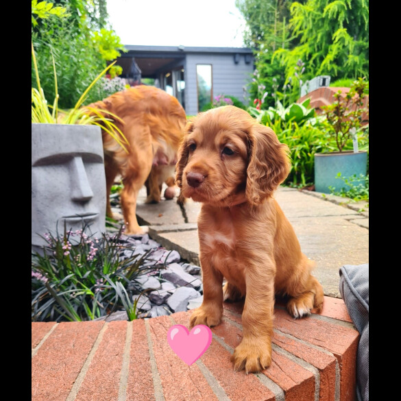 Cocker Spaniel (Working &amp; Show) - Both