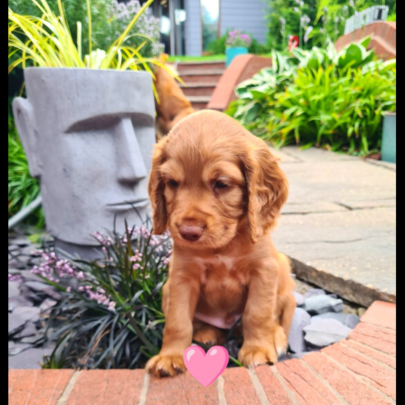 Cocker Spaniel (Working &amp; Show) - Both
