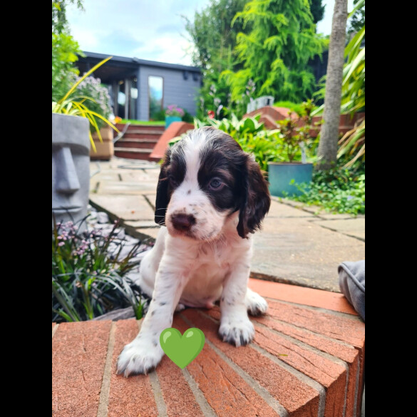 Cocker Spaniel (Working &amp; Show) - Both
