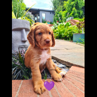 Cocker Spaniel (Working &amp; Show) - Both