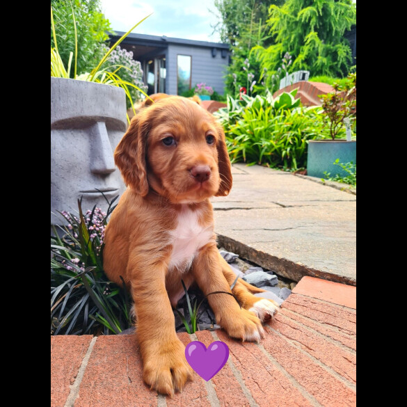 Cocker Spaniel (Working &amp; Show) - Both