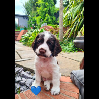 Cocker Spaniel (Working &amp; Show) - Both