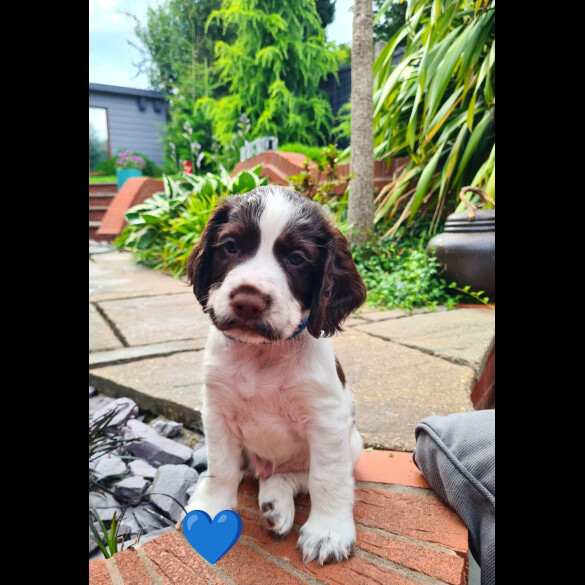 Cocker Spaniel (Working &amp; Show) - Both