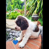 Cocker Spaniel (Working &amp; Show) - Both