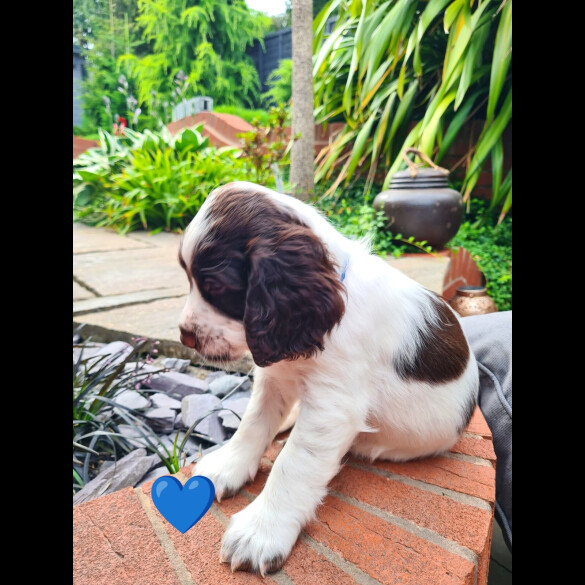 Cocker Spaniel (Working &amp; Show) - Both