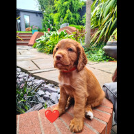 Cocker Spaniel (Working &amp; Show) - Both