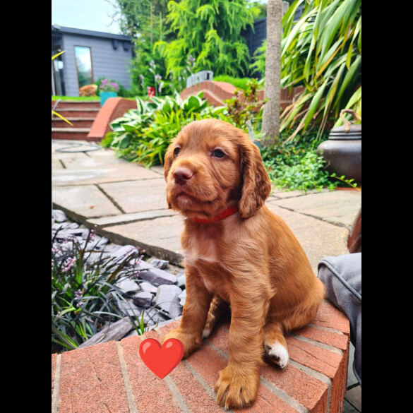 Cocker Spaniel (Working &amp; Show) - Both