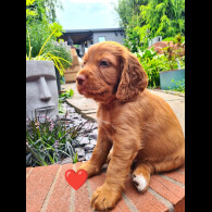 Cocker Spaniel (Working &amp; Show) - Both