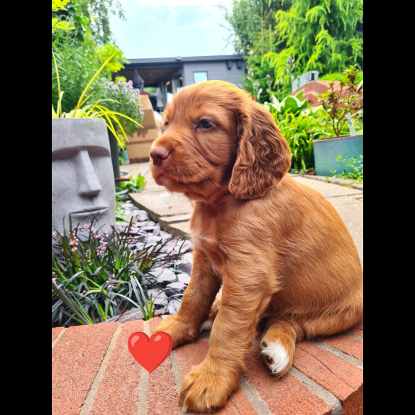 Cocker Spaniel (Working &amp; Show) - Both