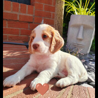 Cocker Spaniel (Working &amp; Show) - Both