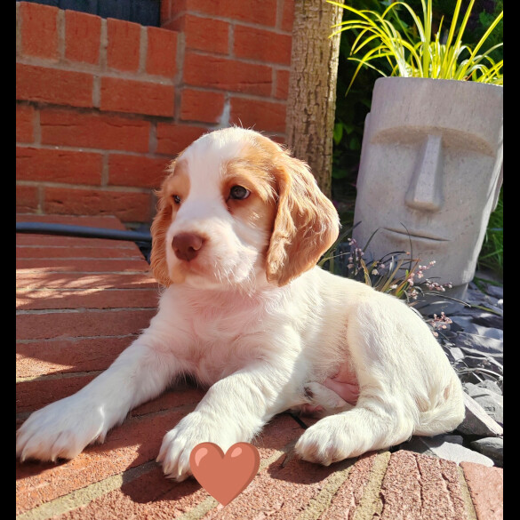 Cocker Spaniel (Working &amp; Show) - Both