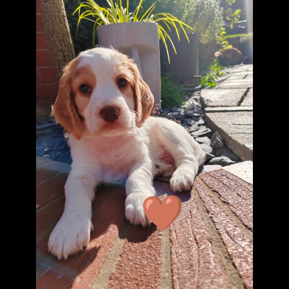 Cocker Spaniel (Working &amp; Show) - Both