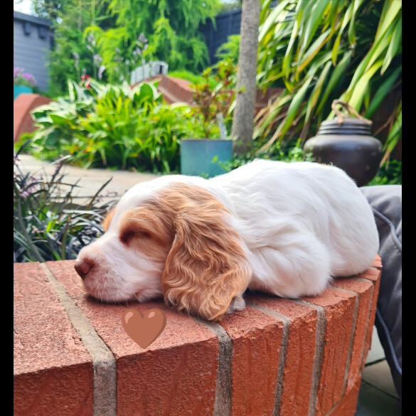 Cocker Spaniel (Working &amp; Show) - Both