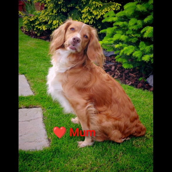 Cocker Spaniel (Working &amp; Show) - Both