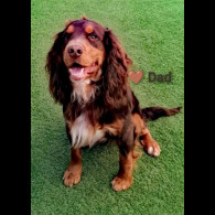 Cocker Spaniel (Working &amp; Show) - Both