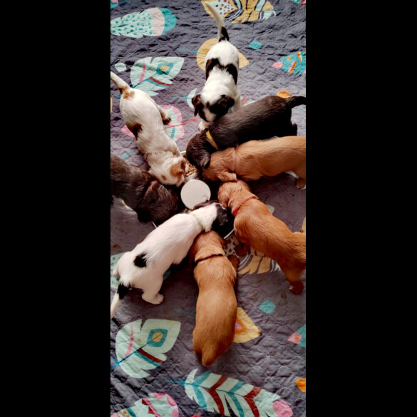 Cocker Spaniel (Working &amp; Show) - Both