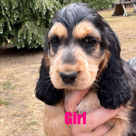 Cocker Spaniel (Working &amp; Show) - Both