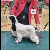 Cocker Spaniel (Working &amp; Show) - Both