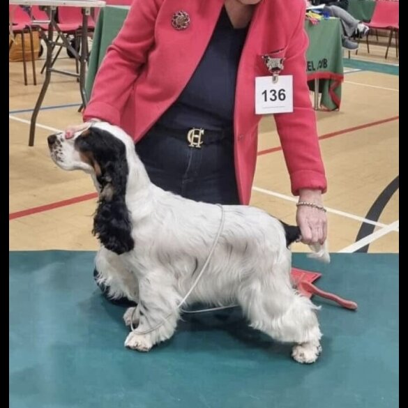 Cocker Spaniel (Working &amp; Show) - Both