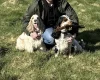 Cocker Spaniel (Show)