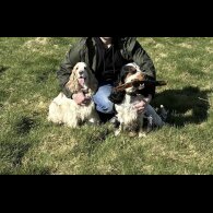 Cocker Spaniel (Show)