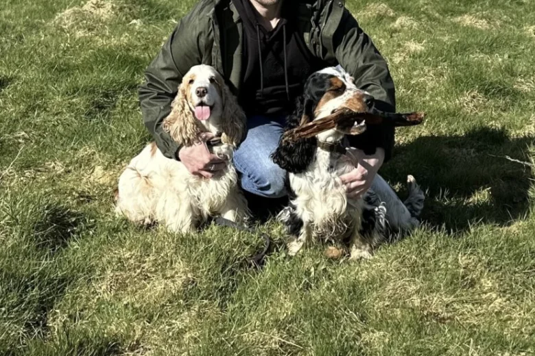 Cocker Spaniel (Show)